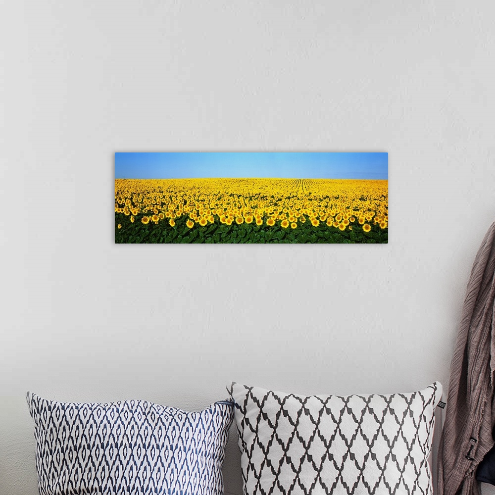 A bohemian room featuring A panoramic photograph of a large sunflower field in North Dakota with blue sky on top.