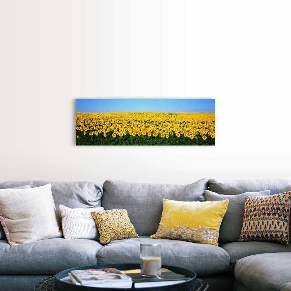 A farmhouse room featuring A panoramic photograph of a large sunflower field in North Dakota with blue sky on top.