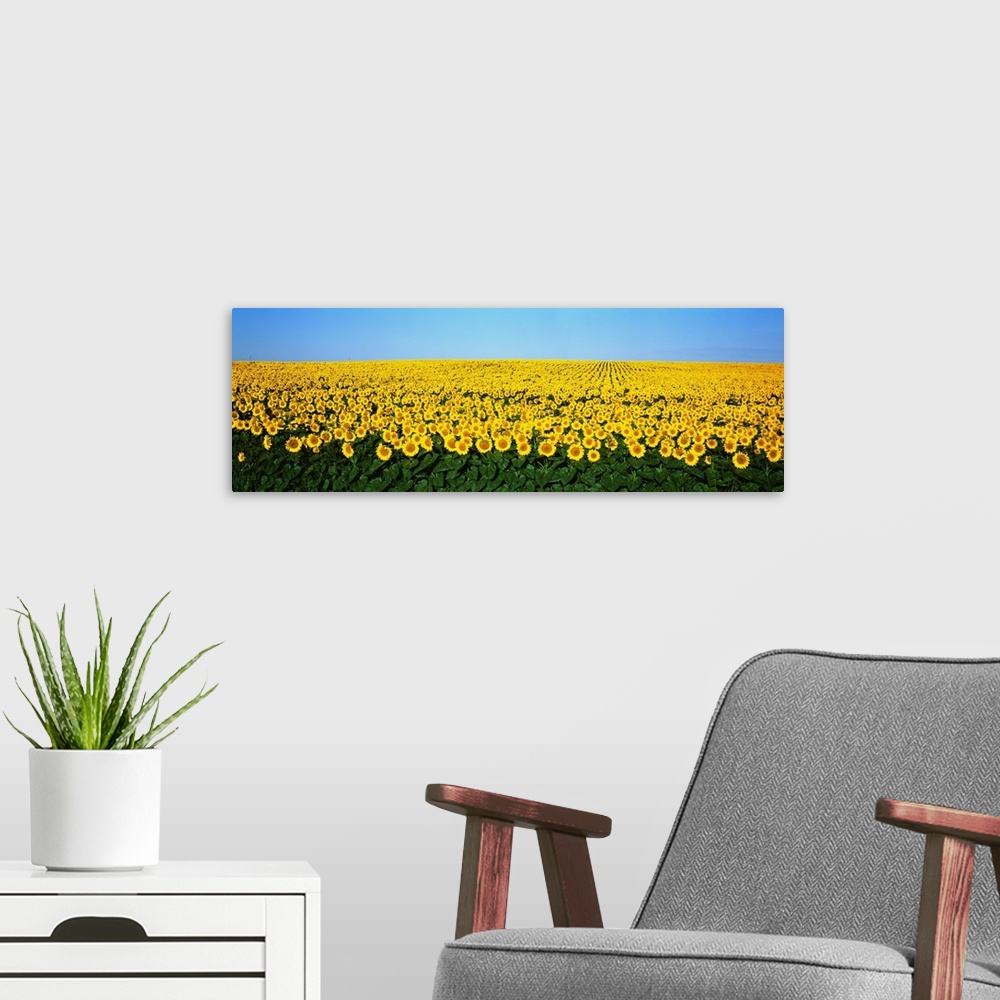 A modern room featuring A panoramic photograph of a large sunflower field in North Dakota with blue sky on top.