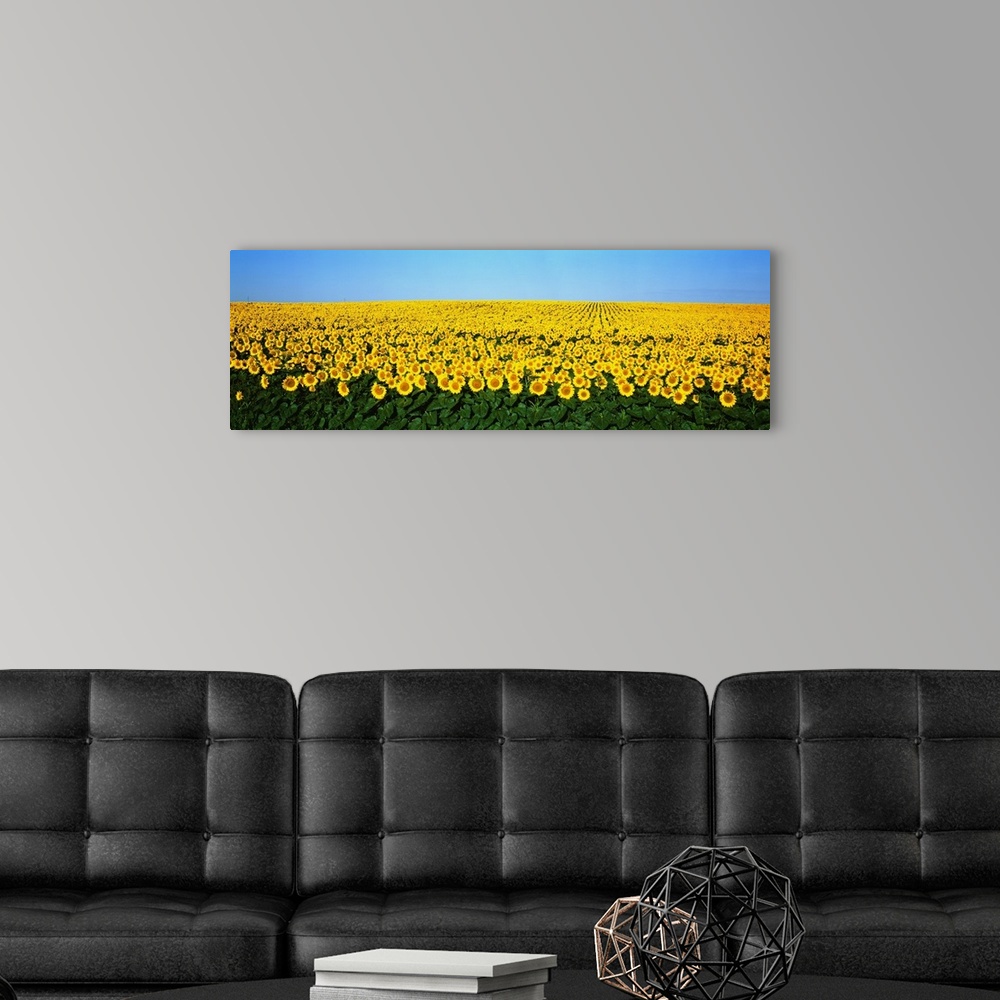 A modern room featuring A panoramic photograph of a large sunflower field in North Dakota with blue sky on top.