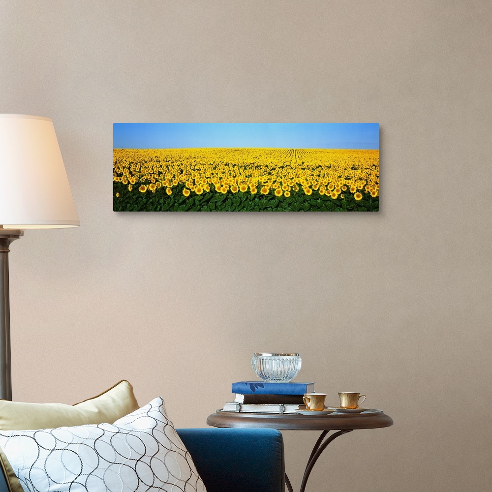 A traditional room featuring A panoramic photograph of a large sunflower field in North Dakota with blue sky on top.