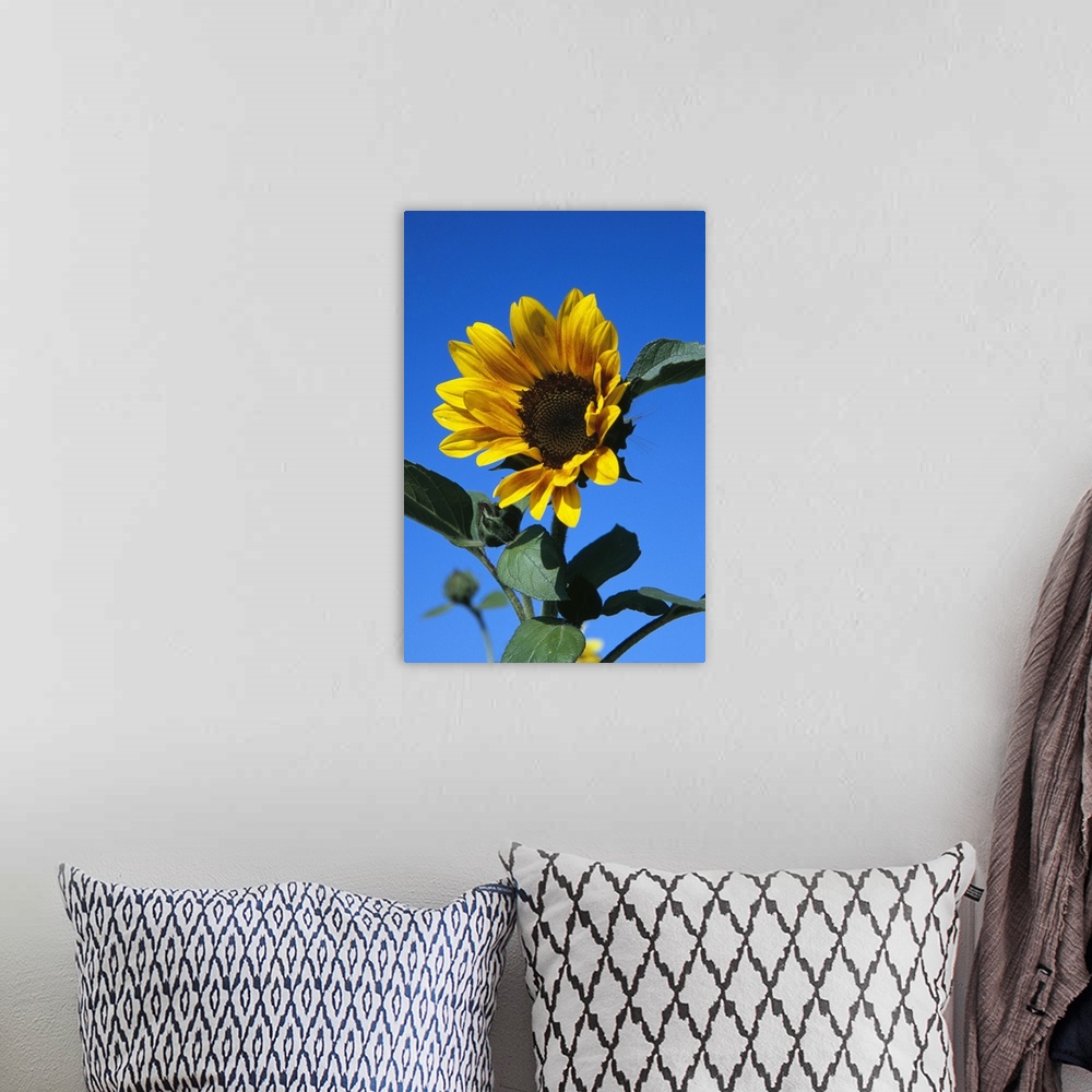 A bohemian room featuring Up-close vertical panoramic photograph of flower blossom under a clear sky.