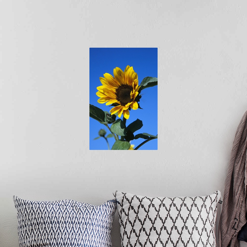 A bohemian room featuring Up-close vertical panoramic photograph of flower blossom under a clear sky.