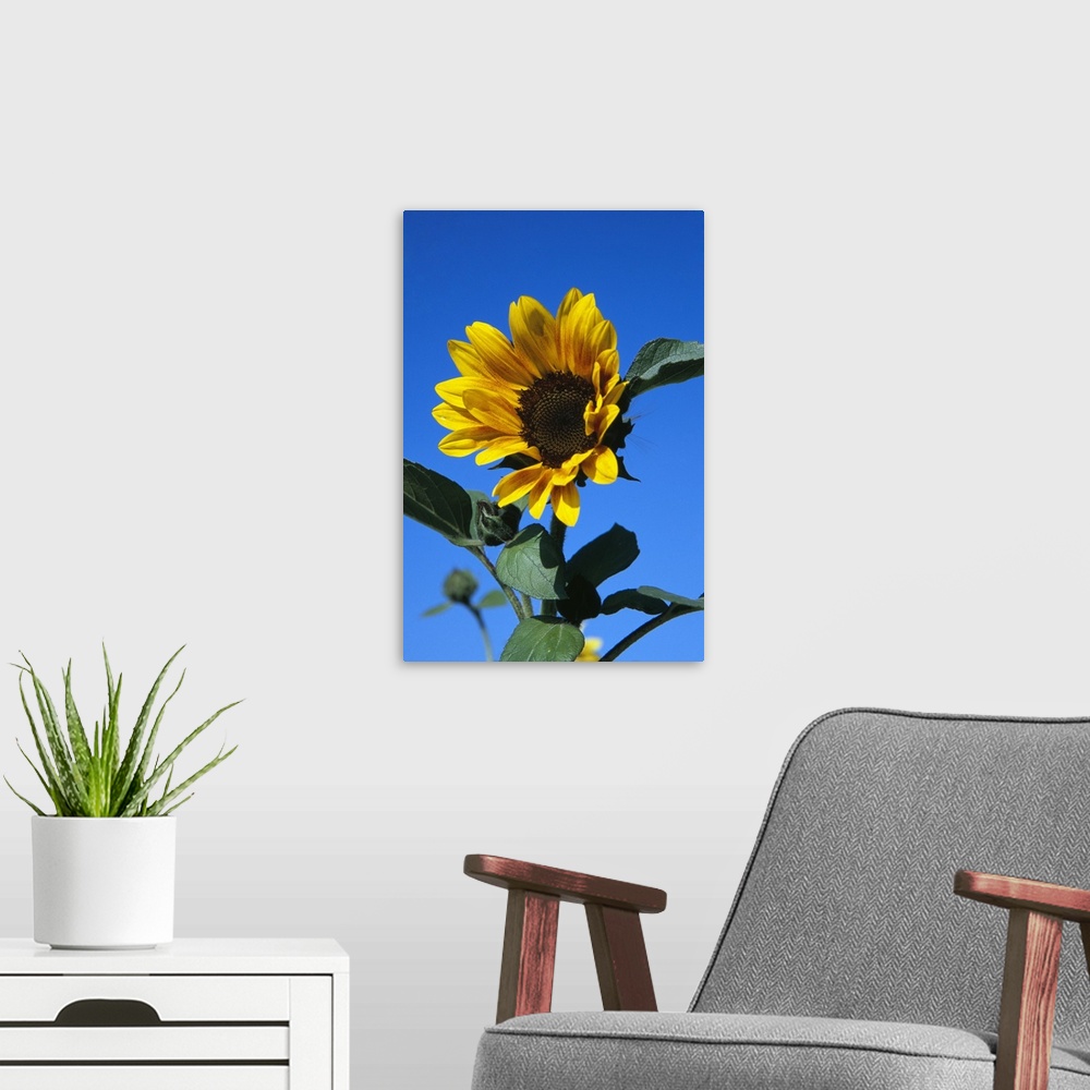 A modern room featuring Up-close vertical panoramic photograph of flower blossom under a clear sky.