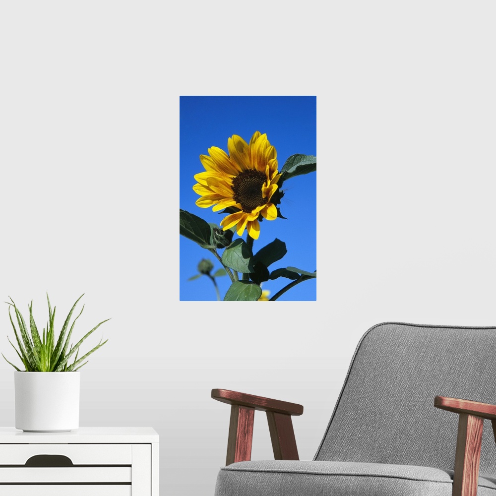 A modern room featuring Up-close vertical panoramic photograph of flower blossom under a clear sky.
