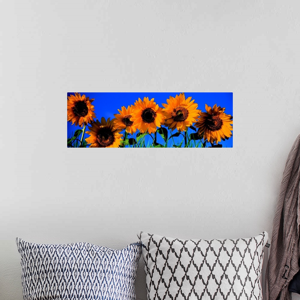A bohemian room featuring Up-close panoramic photograph of flowers in a meadow.