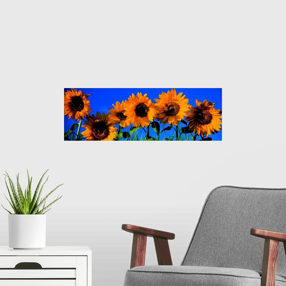 A modern room featuring Up-close panoramic photograph of flowers in a meadow.