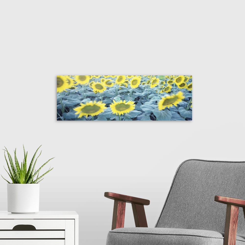 A modern room featuring Sunflowers at dusk, San Francisco, California