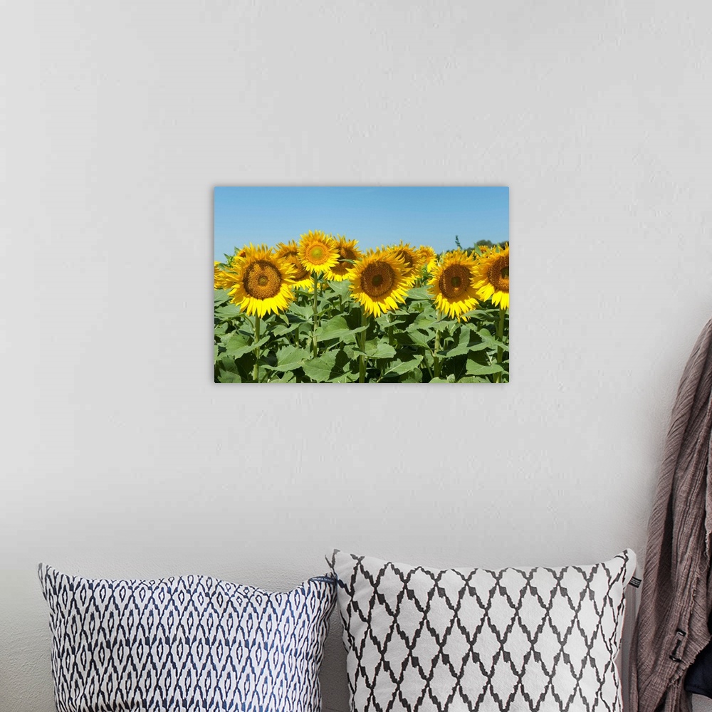 A bohemian room featuring Sunflowers, Cadenet, Vaucluse, Provence-Alpes-Cote d'Azur, France