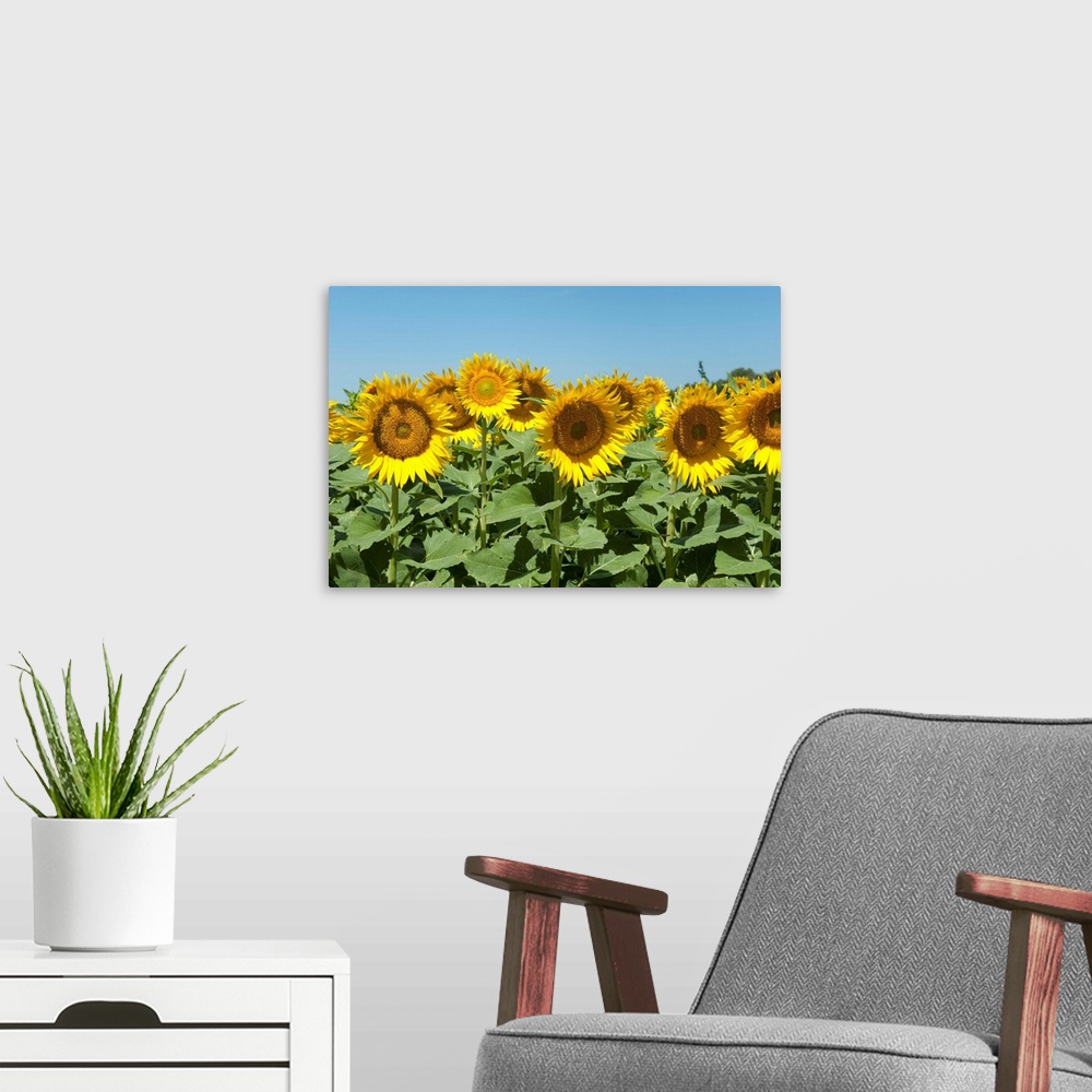 A modern room featuring Sunflowers, Cadenet, Vaucluse, Provence-Alpes-Cote d'Azur, France