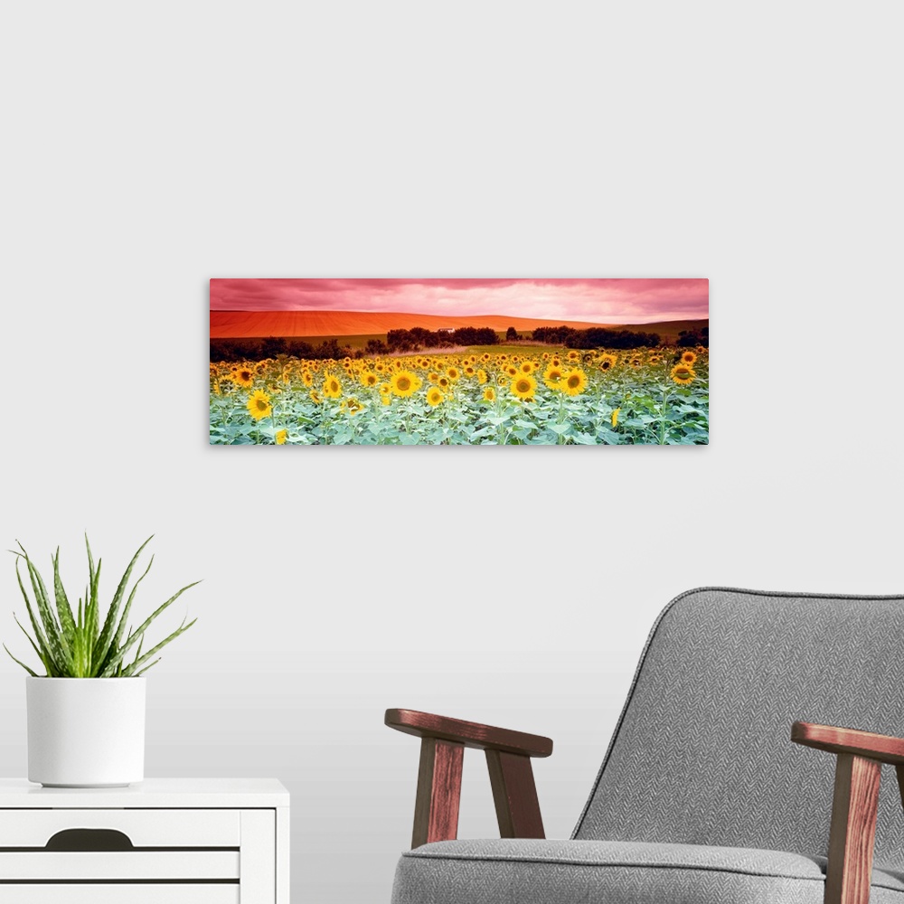 A modern room featuring A panoramic photograph of a field of flowers and farmland in the distance on an overcast day.
