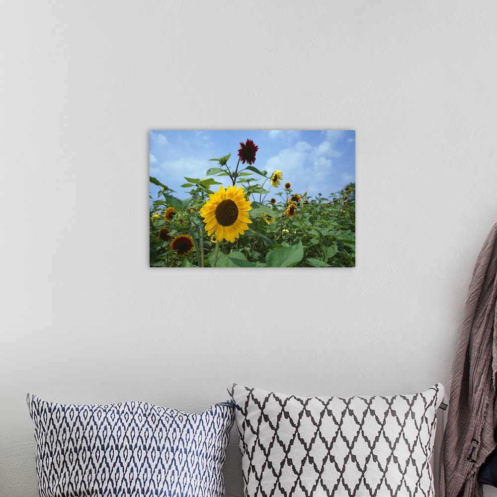 A bohemian room featuring Sunflowers (Helianthus annuus) blooming in field, New York