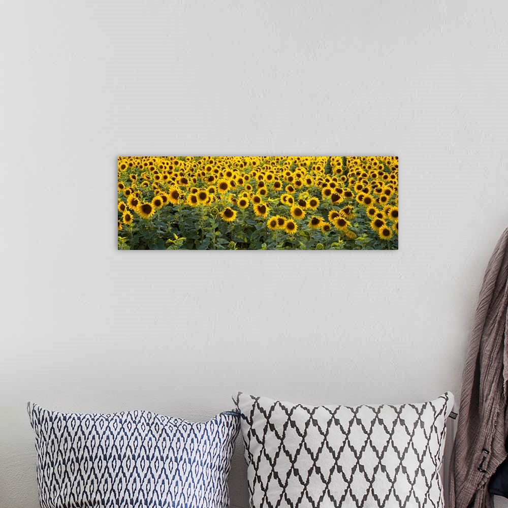 A bohemian room featuring Panoramic photograph on a big wall hanging of a dense field of vibrant sunflowers in Bouches-Du-R...