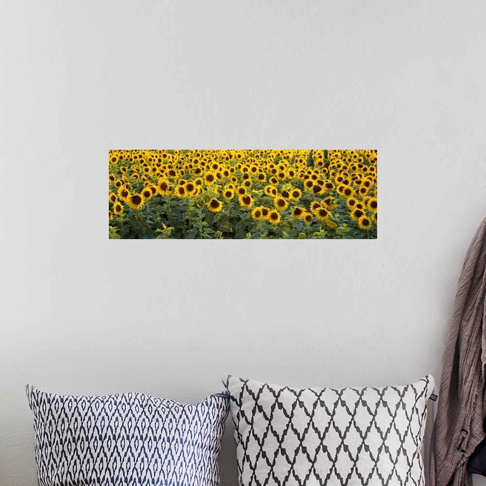 A bohemian room featuring Panoramic photograph on a big wall hanging of a dense field of vibrant sunflowers in Bouches-Du-R...
