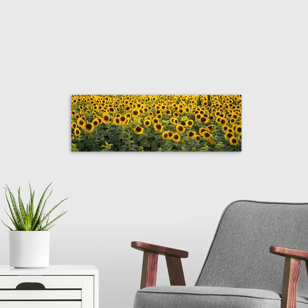 A modern room featuring Panoramic photograph on a big wall hanging of a dense field of vibrant sunflowers in Bouches-Du-R...