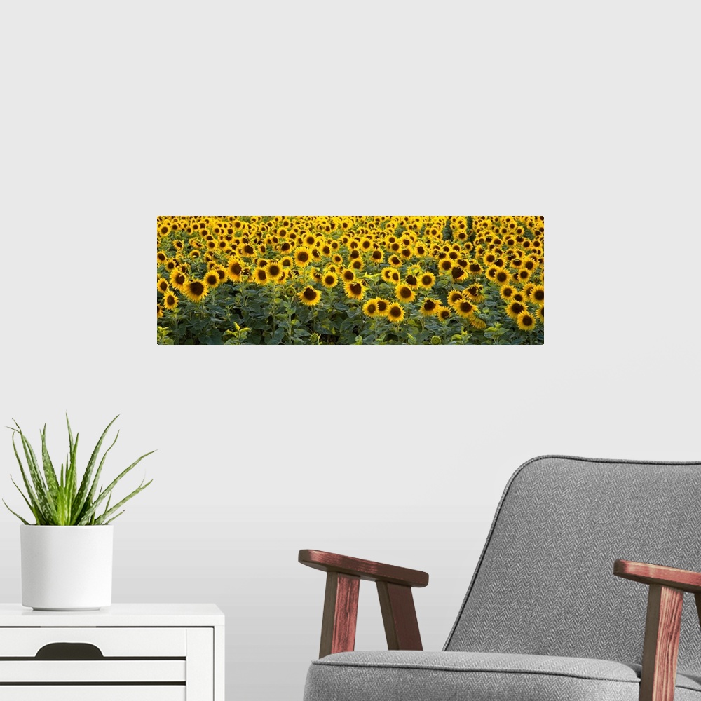 A modern room featuring Panoramic photograph on a big wall hanging of a dense field of vibrant sunflowers in Bouches-Du-R...