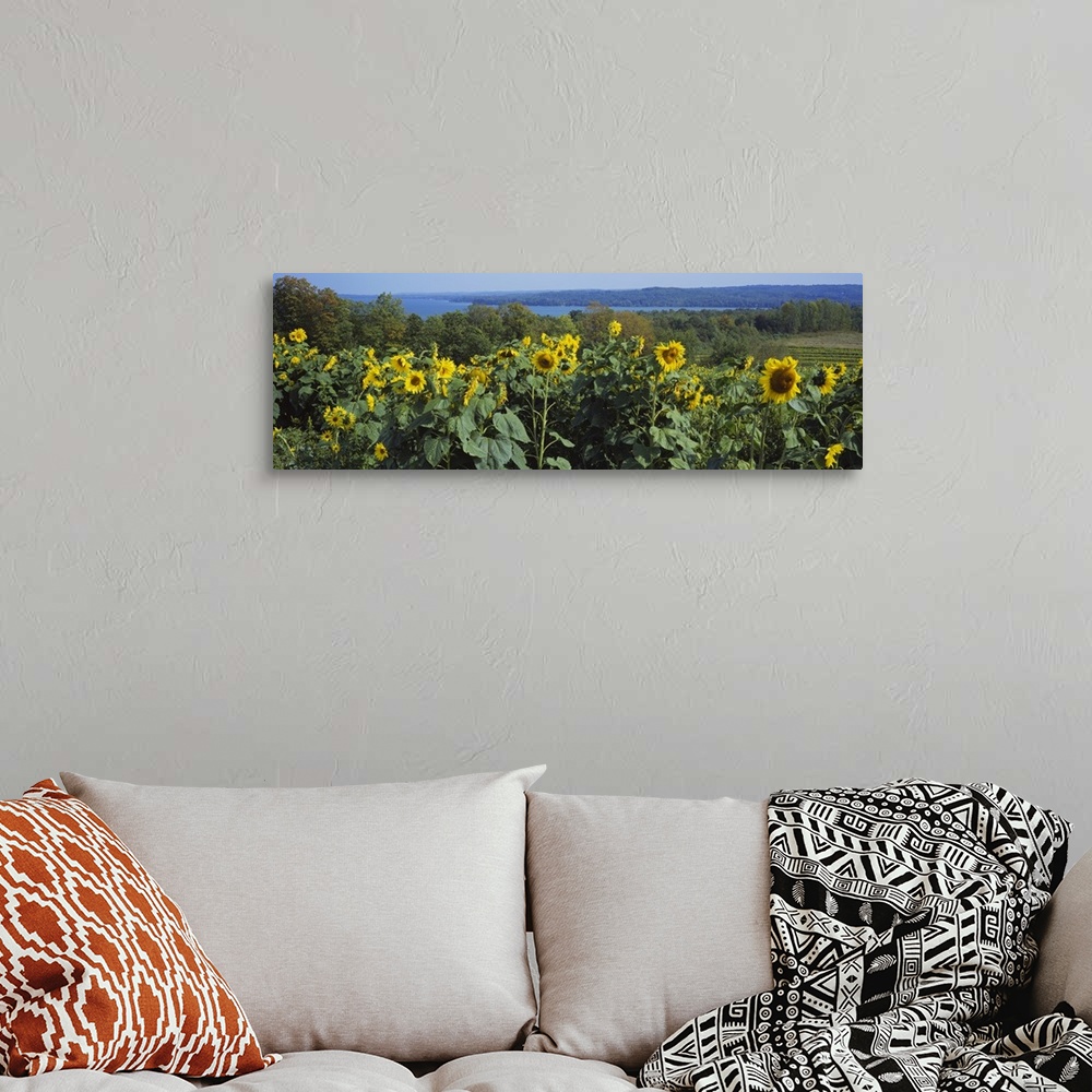 A bohemian room featuring Sunflowers (Helianthus annuus) in a field, Leland, Michigan