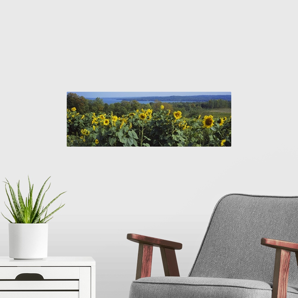A modern room featuring Sunflowers (Helianthus annuus) in a field, Leland, Michigan