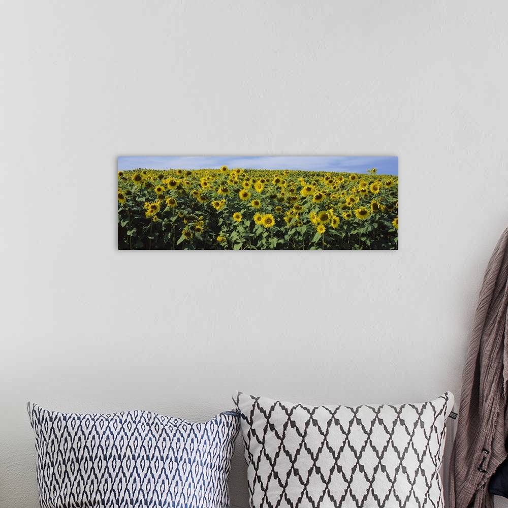 A bohemian room featuring Sunflowers (Helianthus annuus) in a field, Leland, Michigan