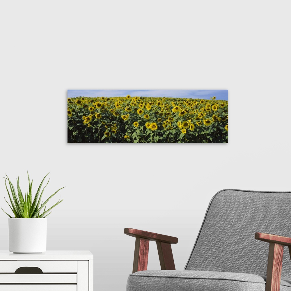 A modern room featuring Sunflowers (Helianthus annuus) in a field, Leland, Michigan