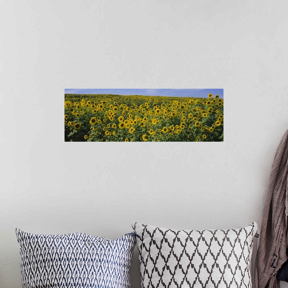 A bohemian room featuring Sunflowers (Helianthus annuus) in a field, Michigan