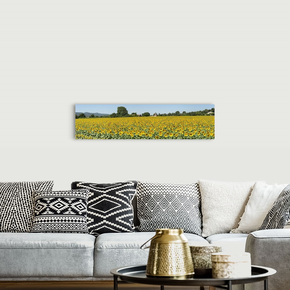 A bohemian room featuring Sunflowers in a field, Cadenet, Vaucluse, Provence Alpes Cote dAzur, France