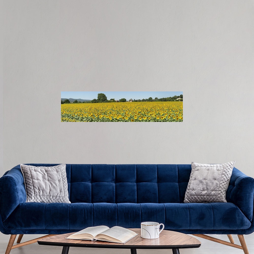A modern room featuring Sunflowers in a field, Cadenet, Vaucluse, Provence Alpes Cote dAzur, France