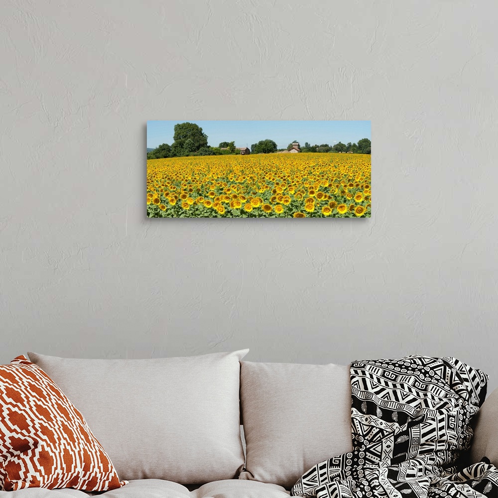 A bohemian room featuring Sunflowers in a field, Cadenet, Vaucluse, Provence Alpes Cote dAzur, France