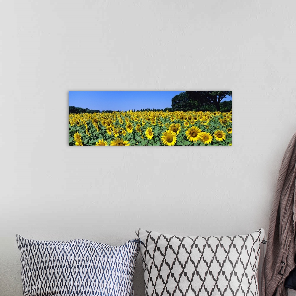 A bohemian room featuring Sunflowers in a field, Provence, France