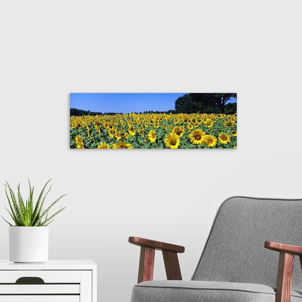A modern room featuring Sunflowers in a field, Provence, France