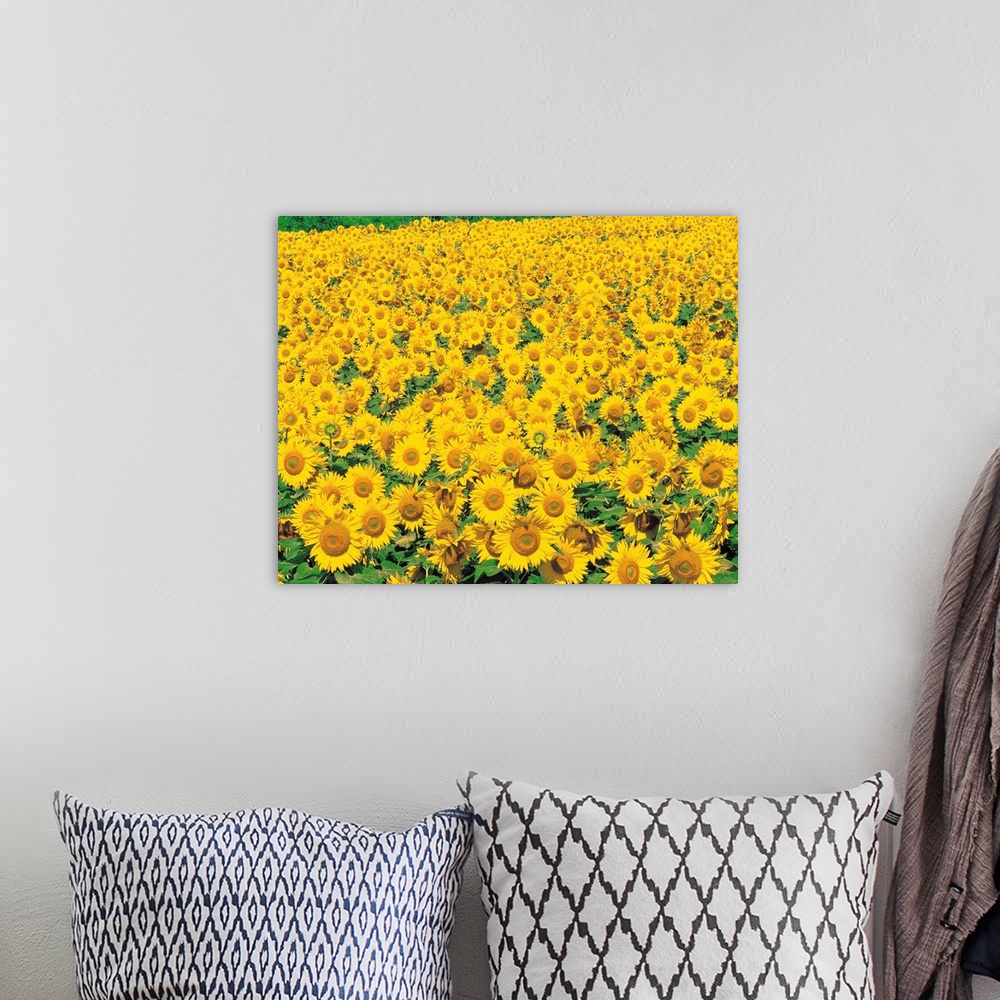 A bohemian room featuring Sunflowers in field