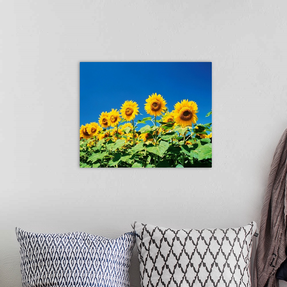A bohemian room featuring Sunflowers in sunlight