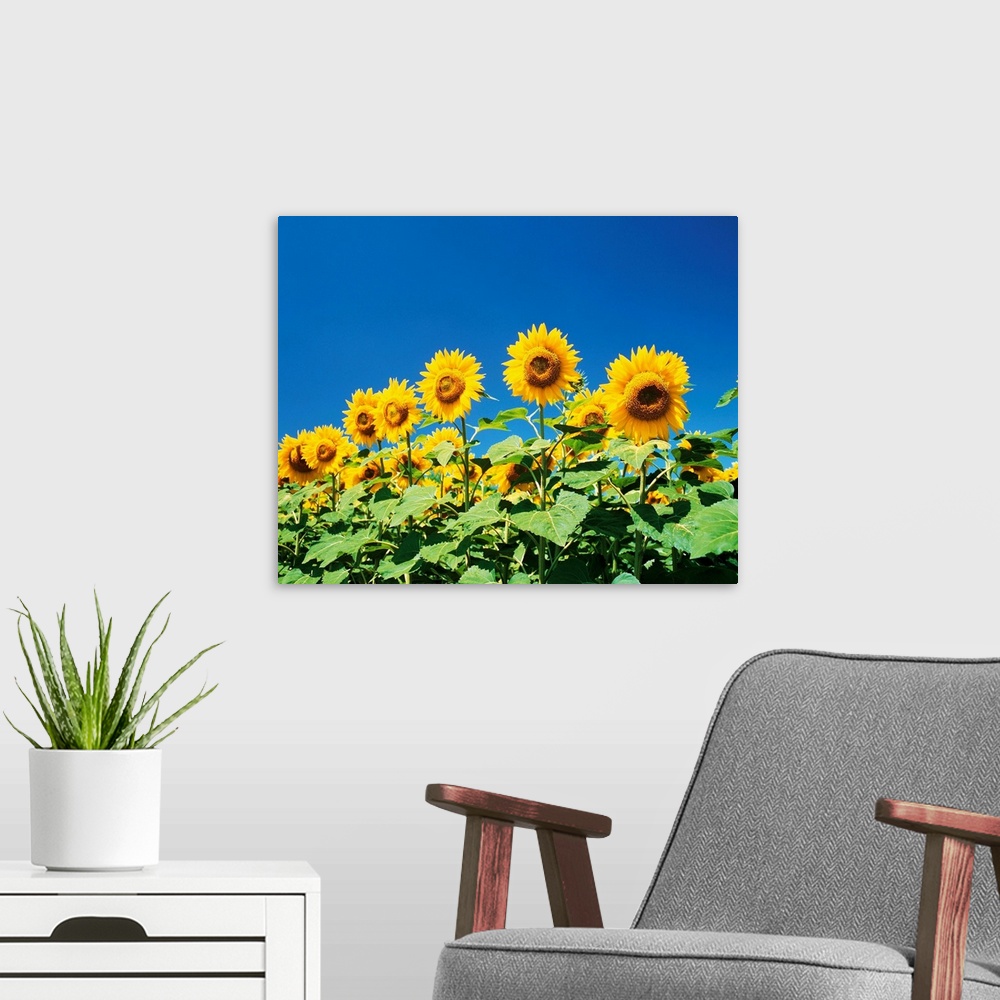 A modern room featuring Sunflowers in sunlight