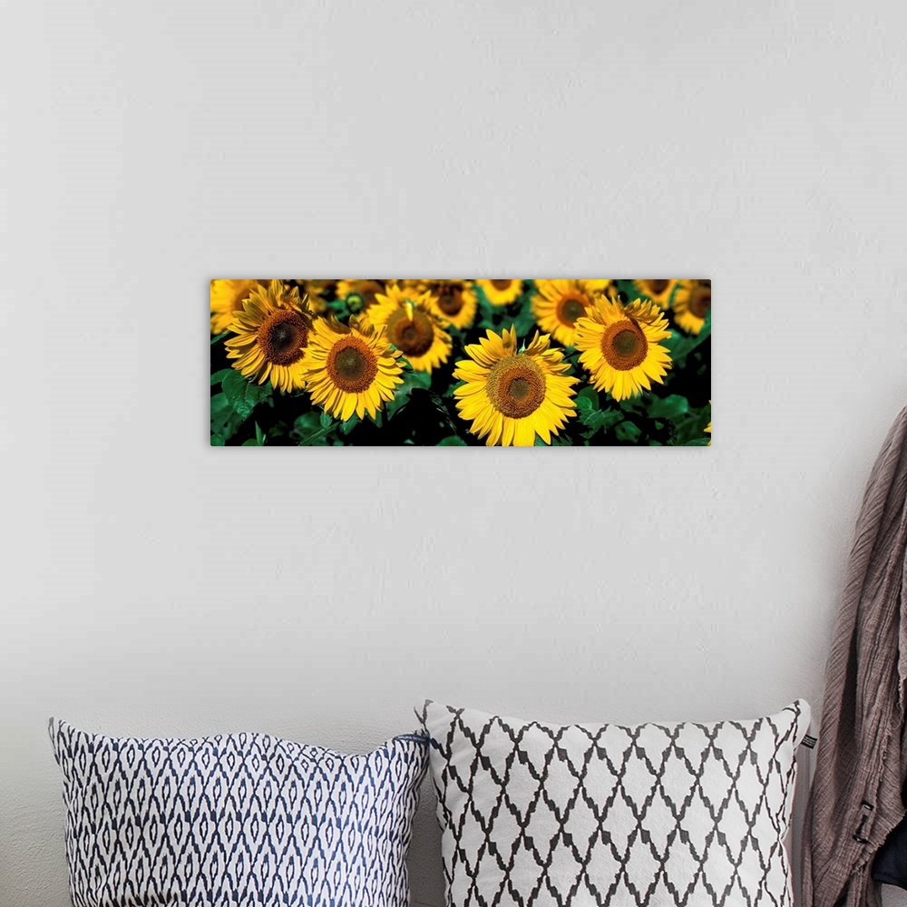 A bohemian room featuring Sunflowers ND