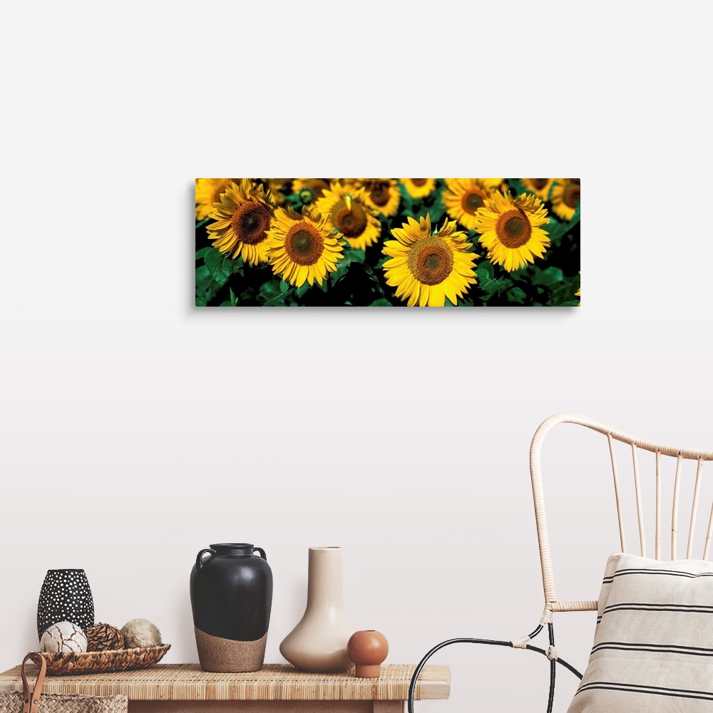 A farmhouse room featuring Sunflowers ND