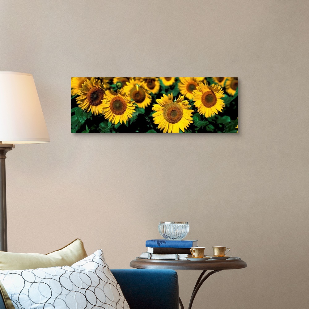 A traditional room featuring Sunflowers ND