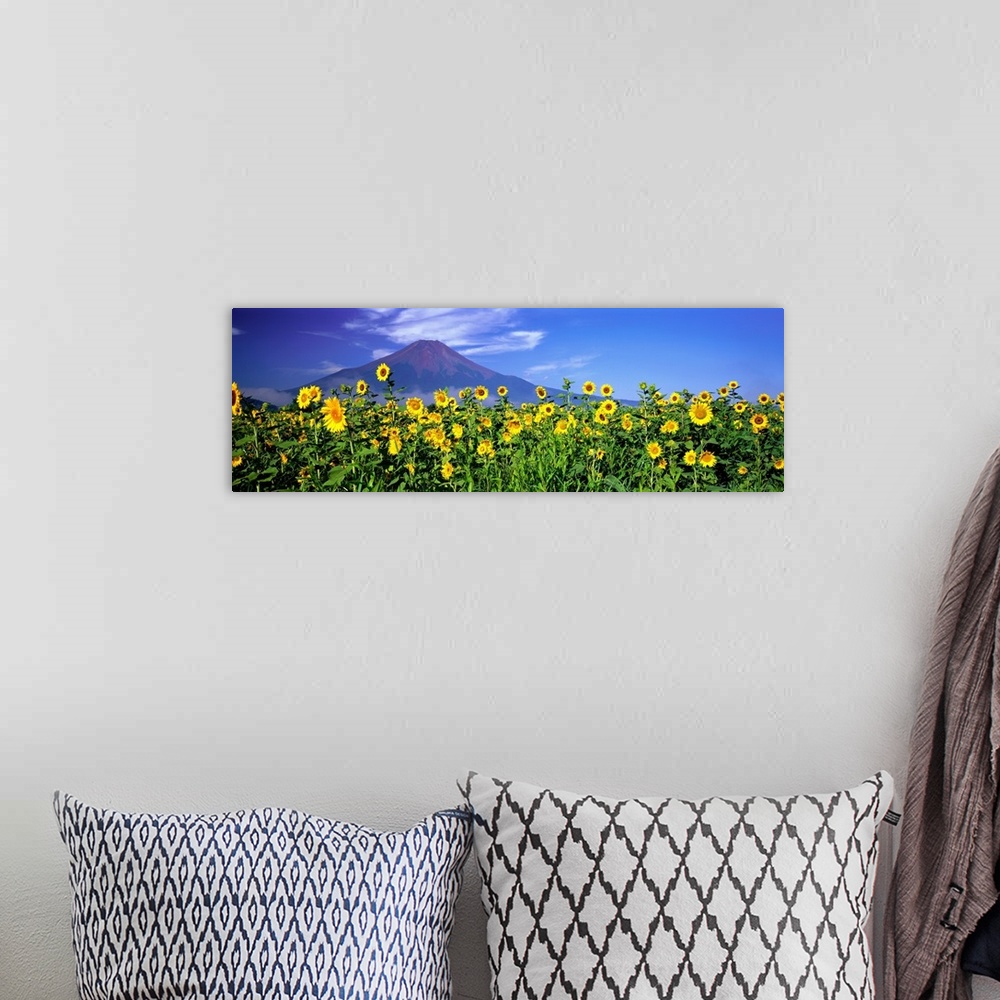 A bohemian room featuring Panoramic photograph of sunflower meadow with volcano in the distance.