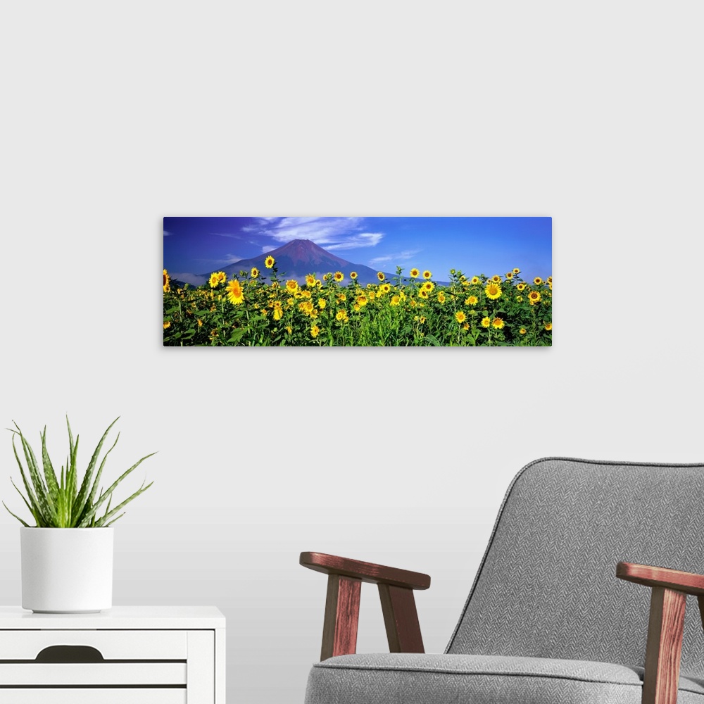 A modern room featuring Panoramic photograph of sunflower meadow with volcano in the distance.