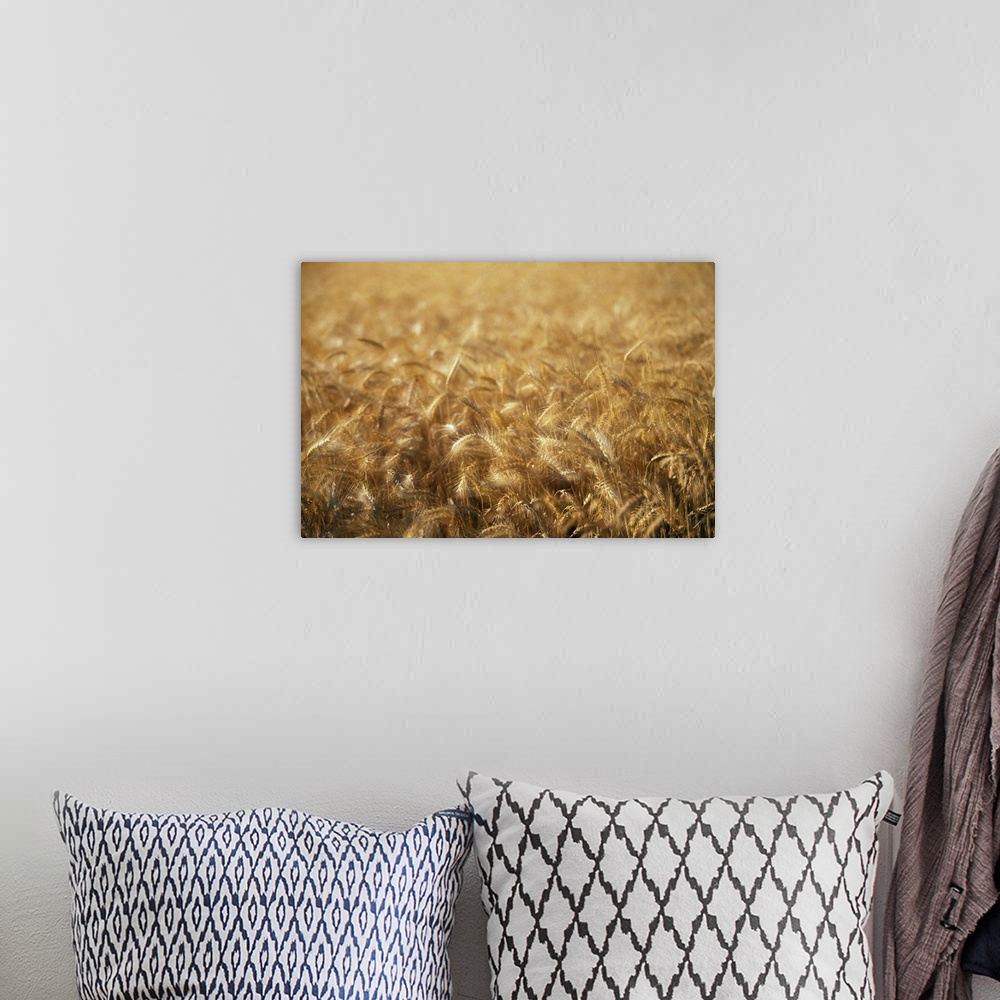 A bohemian room featuring Sunlight on wheat field, blurred motion, Palouse region, Washington