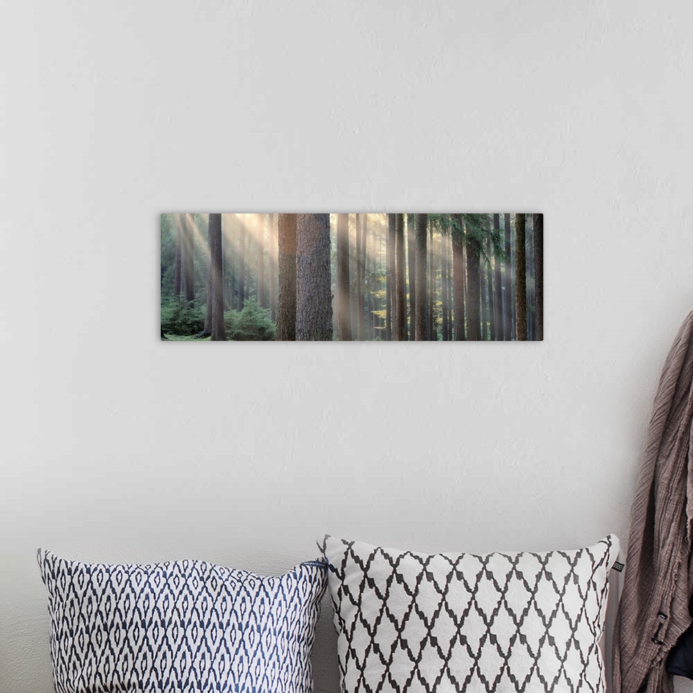 A bohemian room featuring Panoramic photograph of forest with sun peering through the scattered tall tree barks.