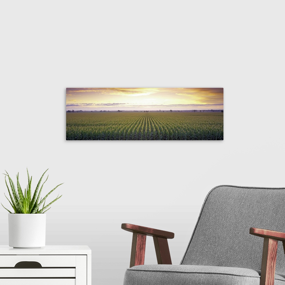 A modern room featuring Sunrise Corn Field Sacramento CA