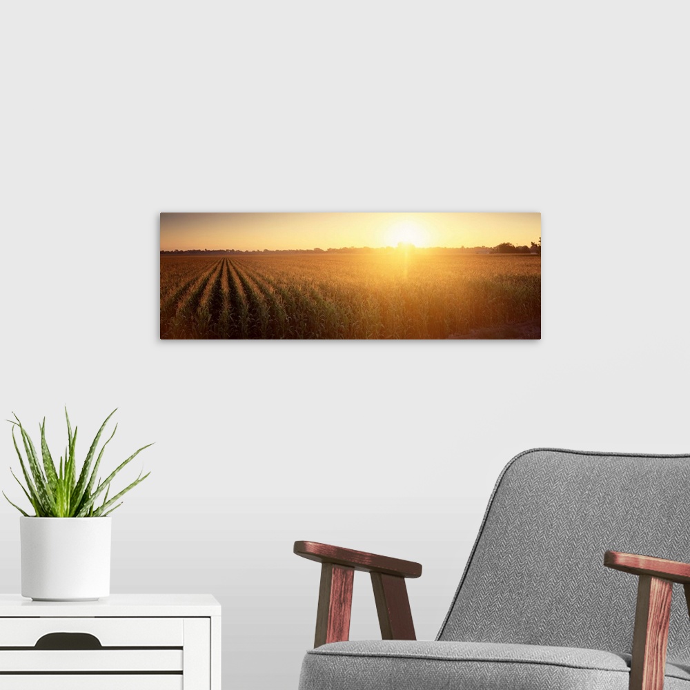 A modern room featuring Sunrise Corn Field Sacramento CA