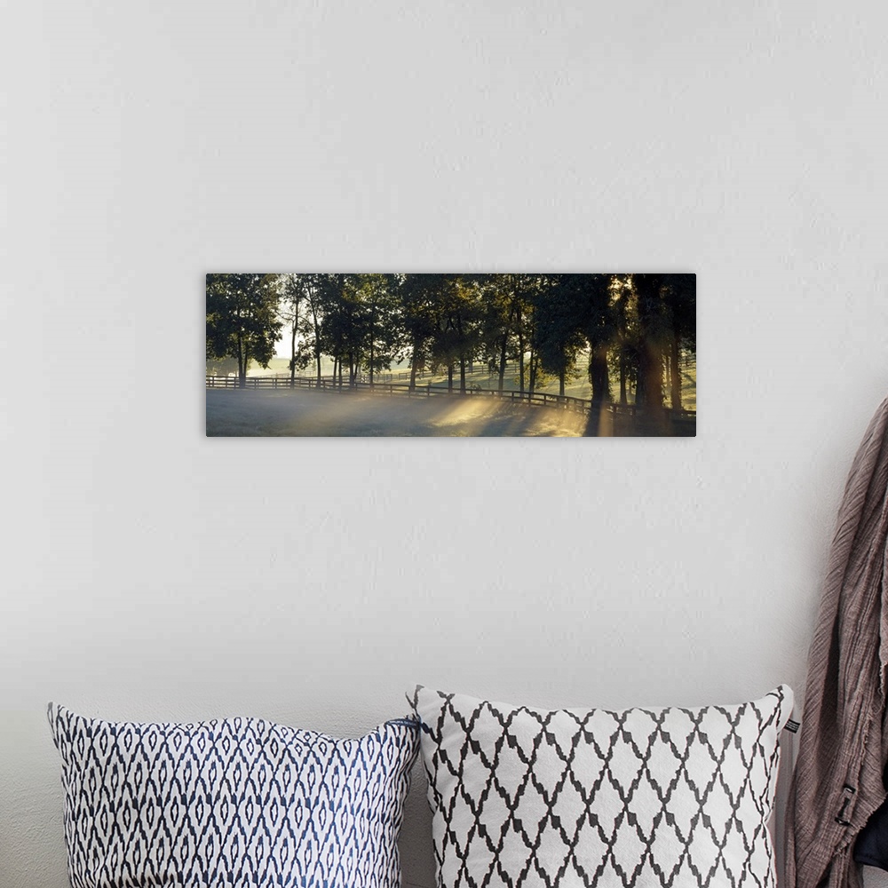A bohemian room featuring Panoramic photograph of fenced pasture surrounded by trees and fog at dawn.