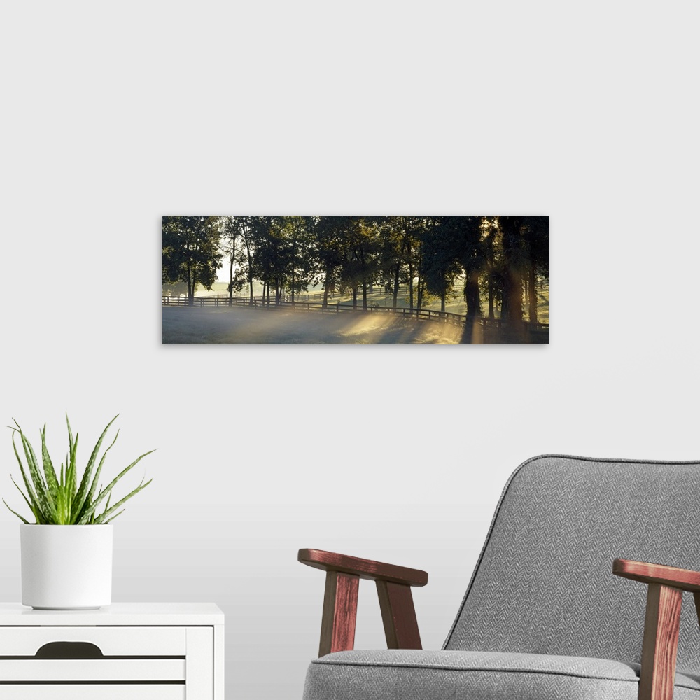 A modern room featuring Panoramic photograph of fenced pasture surrounded by trees and fog at dawn.