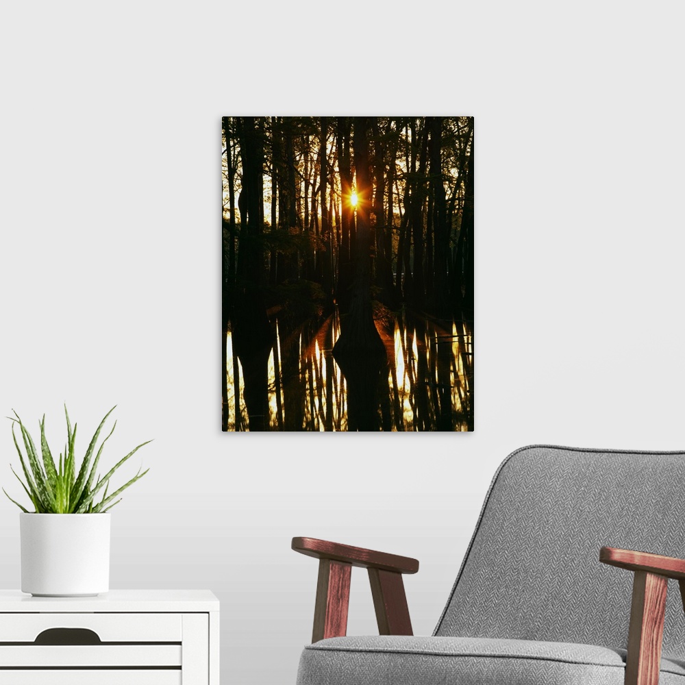 A modern room featuring Sunrise through bald cypress trees (Taxodium distichum), water reflection, Horseshoe Lake Conserv...