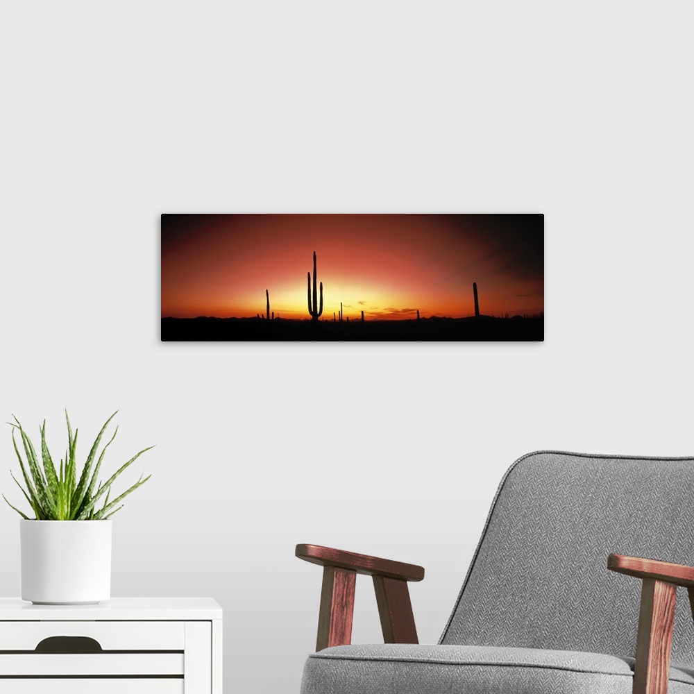 A modern room featuring Panoramic photograph of cacti silhouettes in desert at dusk.