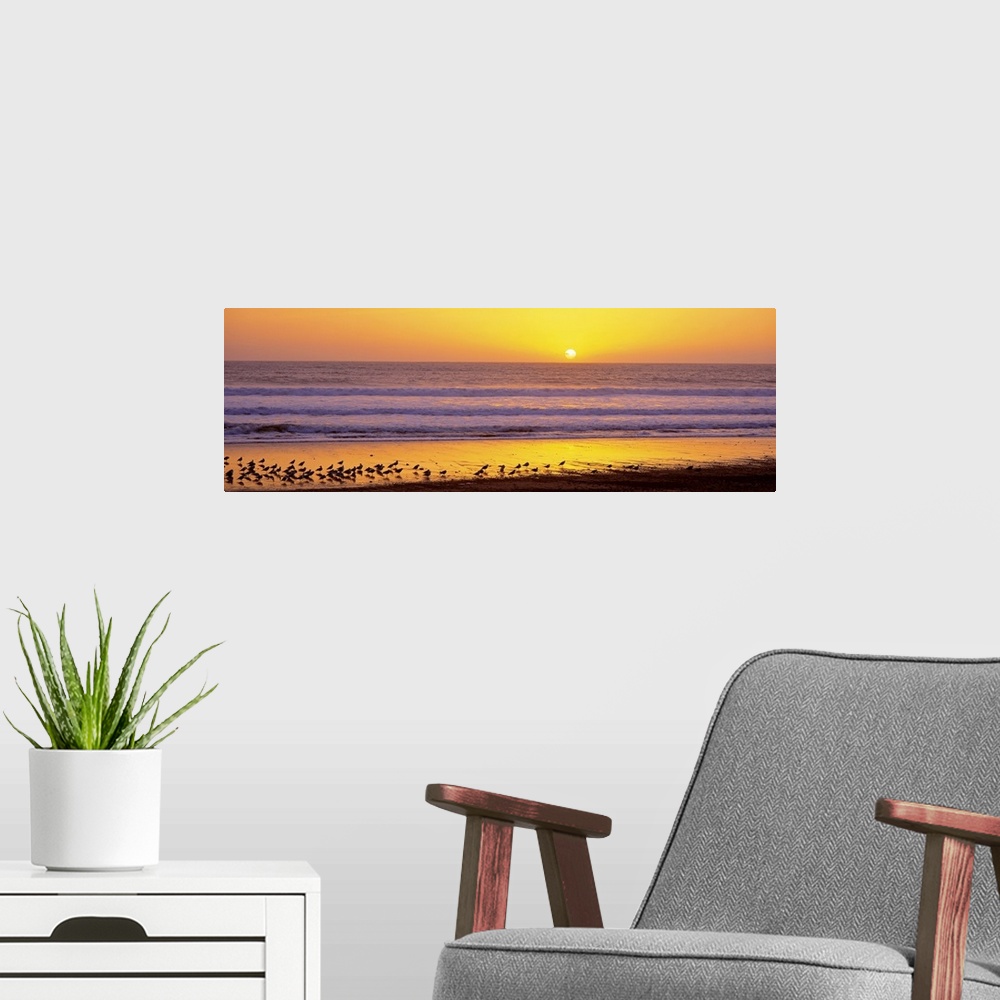 A modern room featuring Panoramic photograph includes a large group of birds sitting on a sandy coastline in the Western ...