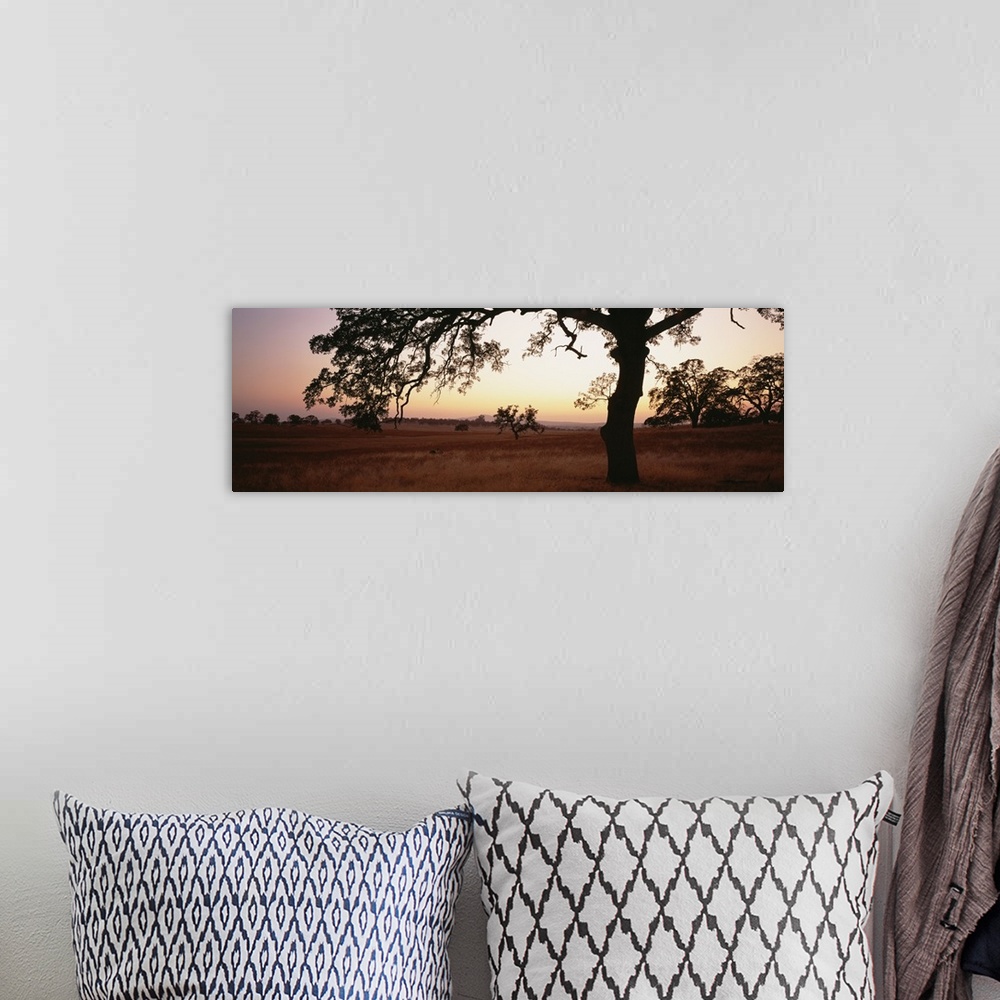 A bohemian room featuring Sunset Oak Trees Sierra Foothills CA