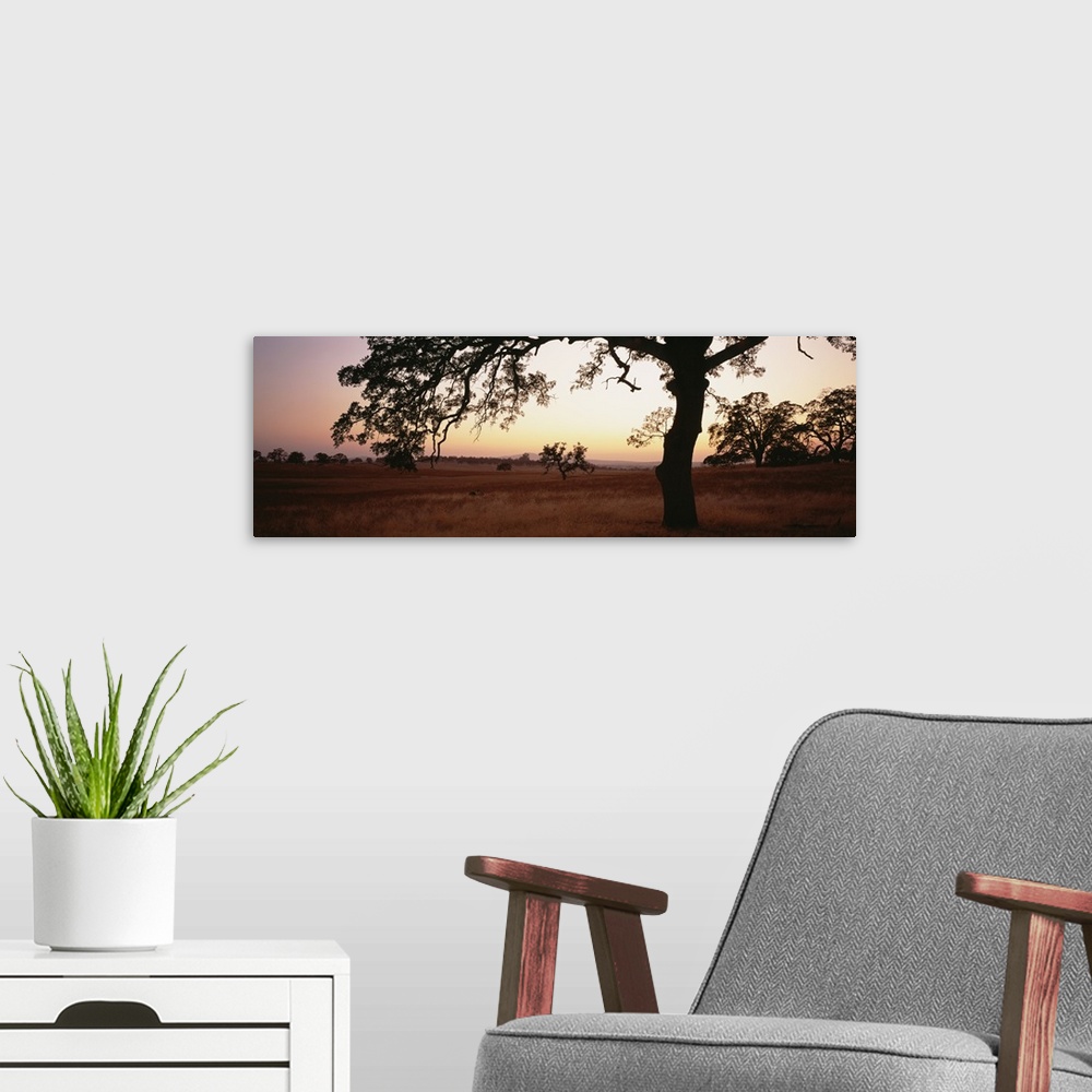A modern room featuring Sunset Oak Trees Sierra Foothills CA