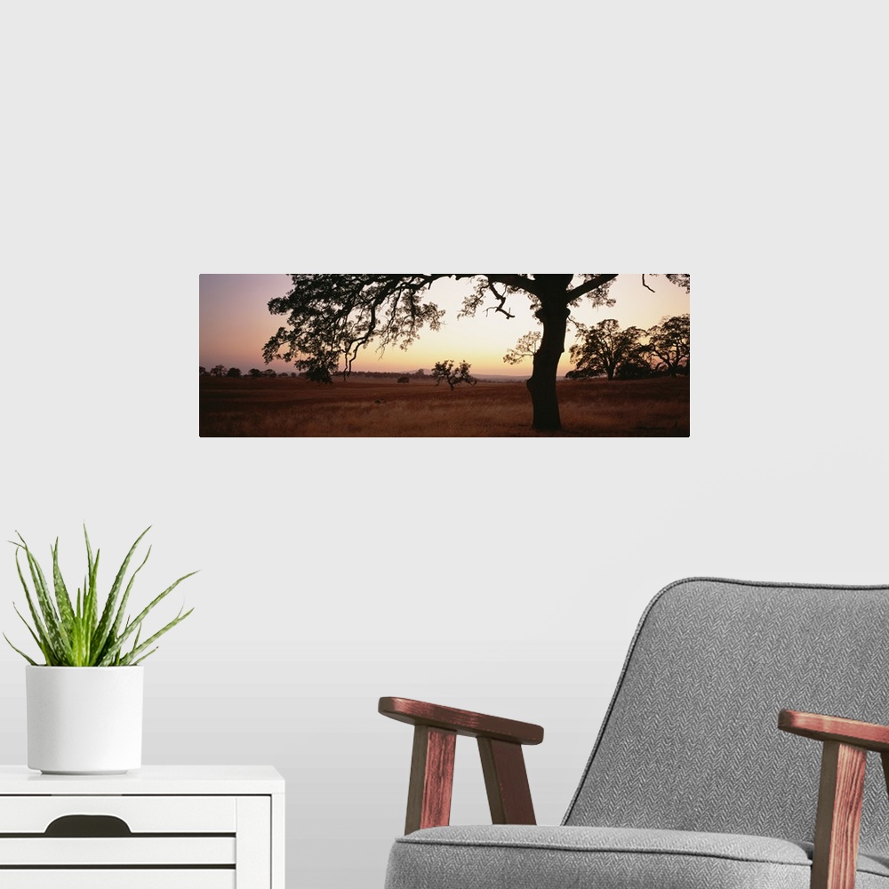 A modern room featuring Sunset Oak Trees Sierra Foothills CA